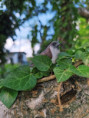 /album/fotogalerie-moje-outside-prace-/martinh-collection-outdoor-08-25-2-jpg/